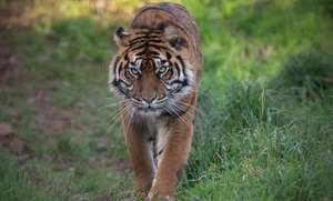 Safari Zoo Cumbria Family Pass £20.76 via Groupon