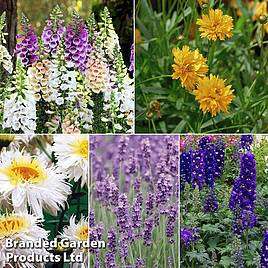 30 Perennial Plug Plants Collections (6 of Each Variety) Just pay Delivery £5.80 @ Suttons