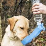 Pet Living Travel 500ml Dog Water Bottle (Min Order £25)