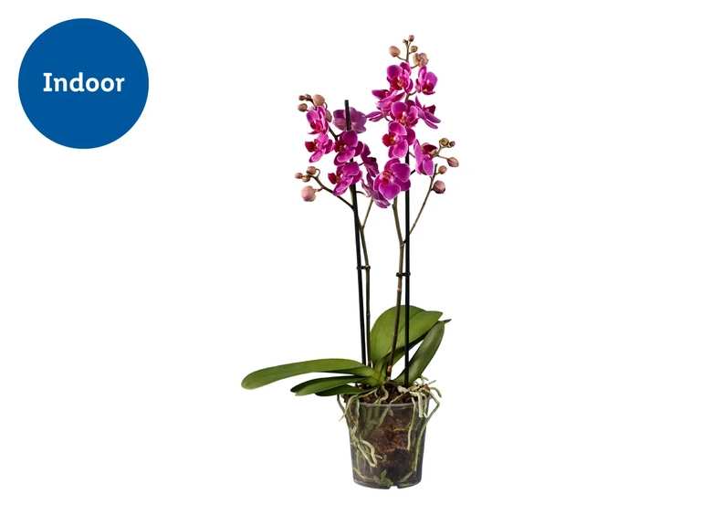 Indoor Orchid Plant, 42–58cm in 12cm Pot