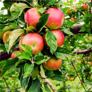 Fruit Trees (Apple, Pear, Plum & Cherry) - Basingstoke