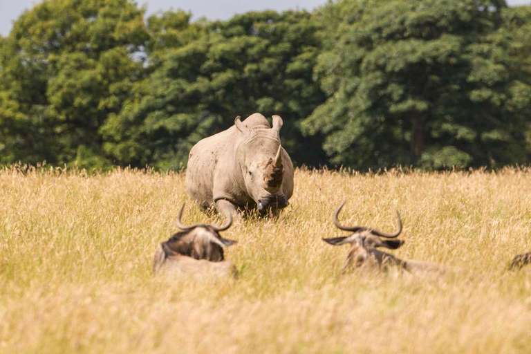 Father's day Knowsley Safari 17th / 18th June - Dad's free entry with purchase of child ticket @ Knowsley Safari Park