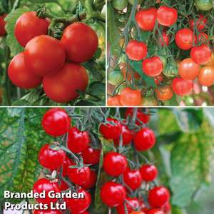 Tomato Collection (9 Peat-Free Postiplug Plants (3 of each variety) & 10 Packets Vegetable Seeds) : £3 + £6.99 P&P @ Thompson & Morgan