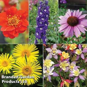 36 'Free' Perennial Plant Bundle worth £50 - just pay £5.99 delivery with code at Thompson & Morgan