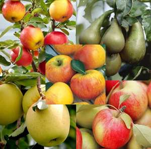 Orchard Starter Bundle - 6 Different Trees, Peach, Cherry, Pear, Plum & 2 x Apple £19.99 + £6.99 delivery @ Gardening Express
