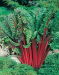 Mr Fothergill's 23528 Vegetable Seeds, Rhubarb Chard (Vulcan), red