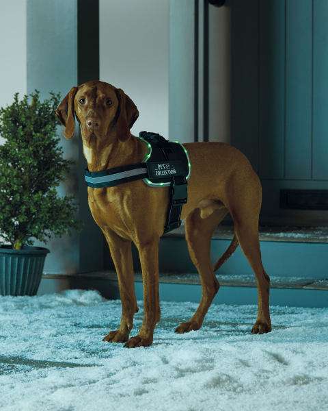 Light Up Green Dog Harness - £14.99 (+£2.95 Delivery) @ Aldi