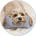 Free 1st bag of tailored dog food + Free toy £1 P&P @ Tails.com