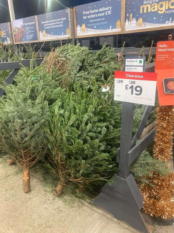 Christmas trees 50% sale - see photos instore @ B&Q (Yeovil)