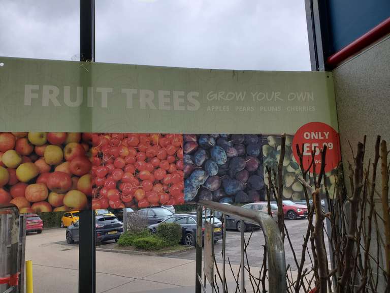 Fruit Trees (Apple, Pear, Plum & Cherry) - Basingstoke