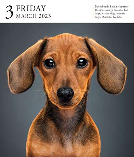Dog Page-A-Day Gallery Calendar 2023 - £3.99 @ Amazon
