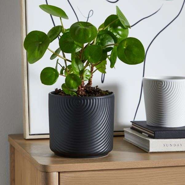Ceramic Plant Pot Luxe Black Small £2 Free Collection @ Dunelm