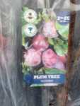 Bare Root Fruit Trees 2 for £12 - Ruislip