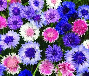 1100 seeds Cornflower tall Frosty Mixed+4" FREE REUSABLE PLANT LABEL £1.94 Delivered or 99p free collection in person - sold by Nika Seeds