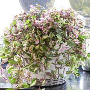 Tradescantia Quadricolor | 15-25cm Potted Colourful Evergreen Home Office Plant (Delivered free for selected addresses) @ GardenersDreamUK
