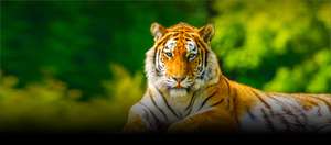 Car admission for up to 5 people to Woburn Safari Park (entry 21st - 29th October)
