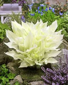 Save 40% on perennials - from £2.97 e.g. Hosta 'White Feather', Eryngium 'Victory Blue'