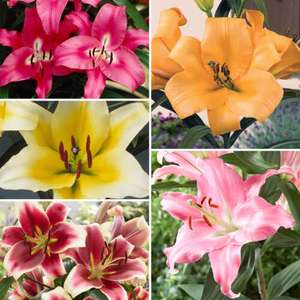 Skyscraper Lily Collection x 25 bulbs 5 each of 5 varieties sold by You Garden (UK Mainland)