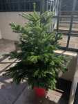 Pot Grown 4ft Christmas Tree £19.99 @ Morrisons Staveley