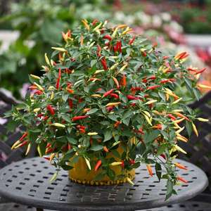 Up To 60% Off and free delivery using code e.g Chilli Pepper Capsicum 3 Plants £4.79 Del @ Primrose