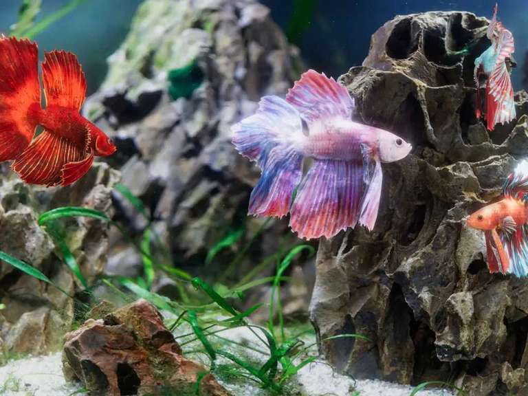 [iPhone/iPad/Mac] Betta Fish - Virtual Aquarium - FREE @ IOS App Store