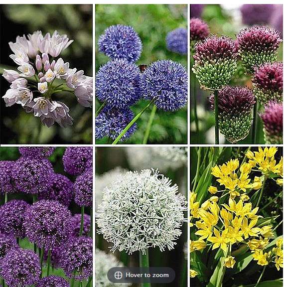 Allium Collection £8.99 + £6.99 delivery for 200 bulbs Various Pack Sizes @ Dobies of Devon