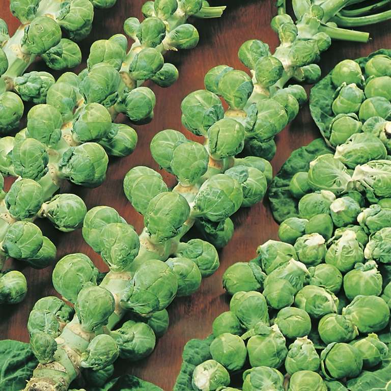 Various Packs Of Seeds Including Evesham Special Brussel Sprout Seeds for 50p with click & collect @ Wilko