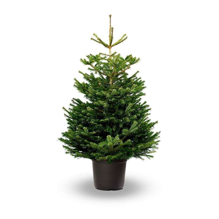 Pot Grown Nordman Fir 60cm-130cm Christmas tree - £5 @ Tesco Extra Aylesbury (Clubcard Price)