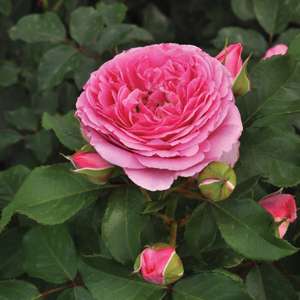 Dobbies Garden Centres To Host Free Rose Grow How Sessions - Saturday 3rd June