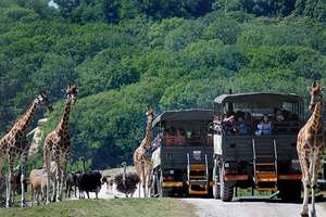 Visit to Port Lympne Reserve, Truck Safari and Afternoon Tea for Two