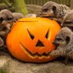 Kids go free this half term, with a paying adult - includes the Haunted Safari (21st Oct - 5th Nov)