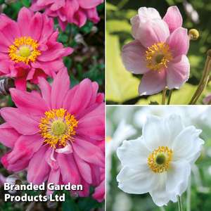 3 Japanese Anemones now £7.99 + Free Delivery