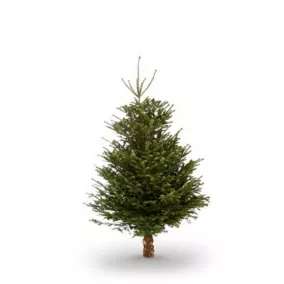 All Real Christmas Trees Half Price eg   210-240cm Nordmann fir Cut christmas tree £28 Free Collection @ B&Q