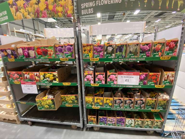 Any Spring Bulbs pack £1 - In store @ B&Q Glasgow