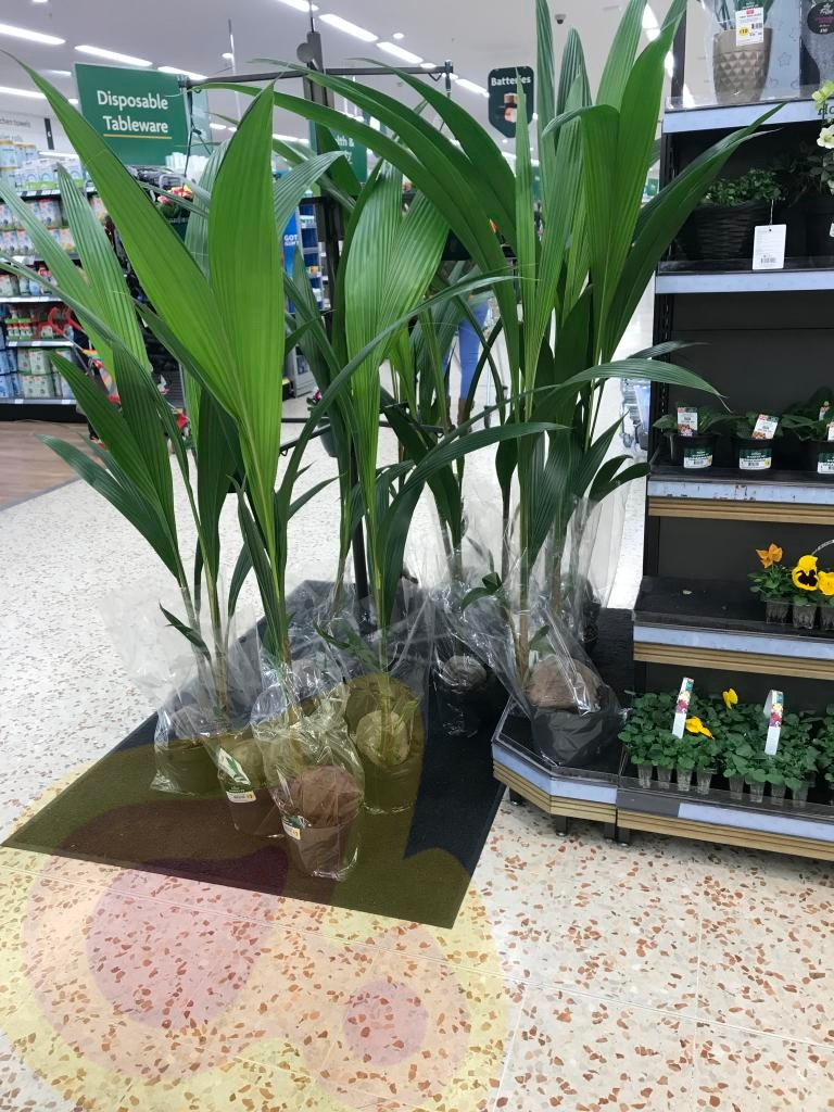 palm coconut morrisons 6ft plant tall 5ft instore hotukdeals anlaby