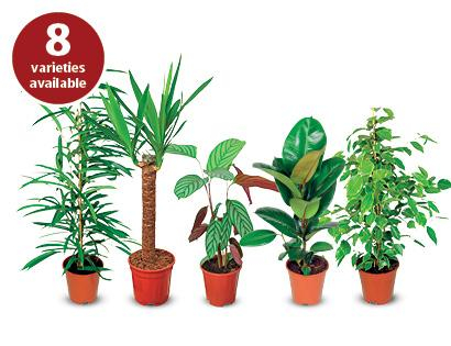  house  plants  3 99 ALDI  hotukdeals