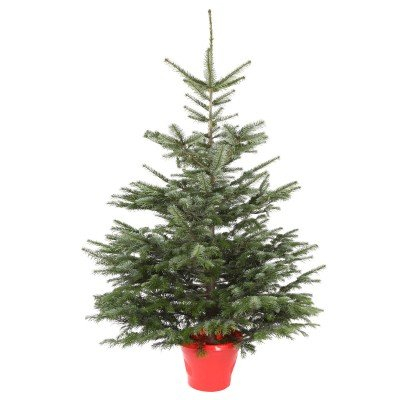 Nordmann Fir 5-6ft Real Christmas tree (pot not included) for £21.99 delivered @ JTF Wholsesale ...