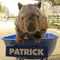 patrick_the_wombat's avatar