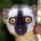 Teh.Lemur's avatar
