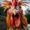 Give.me.chicken's avatar