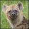 hyenadog's avatar