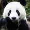 Giant_Panda's avatar