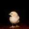 Chick21's avatar