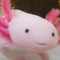 axolotl's avatar