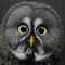 owl2005's avatar