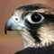 falcon386's avatar