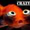 crazygoldfish's avatar