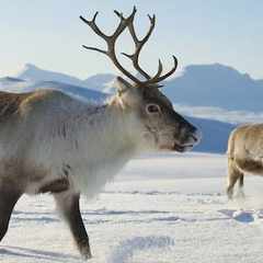 reindeer333's avatar