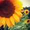 SunflowerWishes's avatar